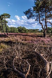 Strijbeekse Heide en fleur