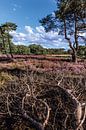 Strijbeekse Heide in bloei van Patrick Rosenthal thumbnail