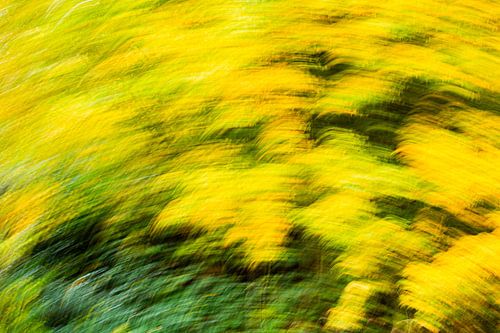 Wuivende herfstbladeren (ICM, abstract)