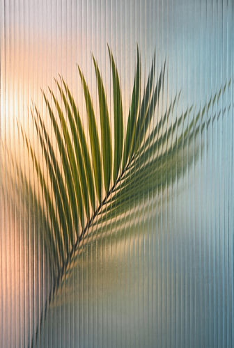 Palm behind Glass sur J.O. Han