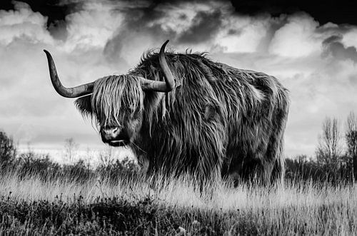 La bœuf dans les champs en noir et blanc