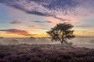 Lever de soleil Maasduinen à De Quin avec brouillard