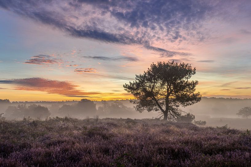Sunrise Maasduinen at De Quin with fog by Silvia Thiel