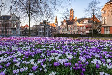 Frühling in Groningen von Volt