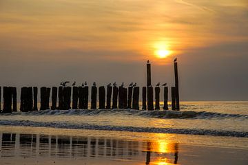 Domburg, Walcheren Zeeland sur Dirk van Egmond