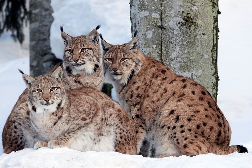 Lynx with cubs by Aart Reitsma