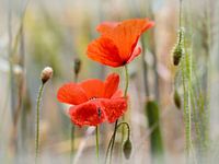 Poppy