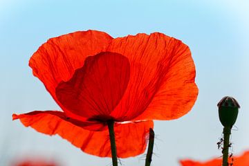 Coloré | rouge | coquelicot | été | couleur sur Dieter Ludorf