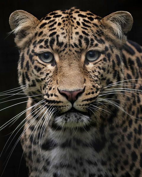 Porträt eines Leoparden von HB Photography