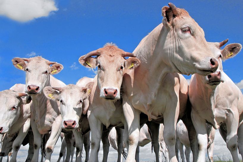 Cows in the pasture by Ans Houben