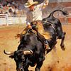 Cowboy on Bucking Bull – Western Fine Art by Mellow Art