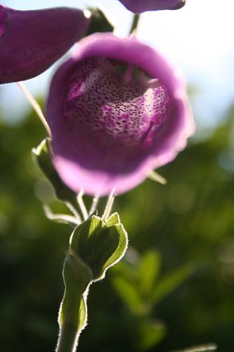 bloem