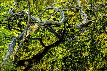 Tree in the water by Dieter Walther