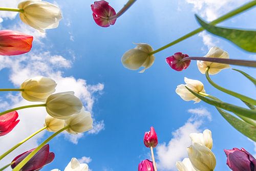unique perspective tulips