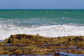 Un crabe de plage brave les vagues sur The Raw World Atlas