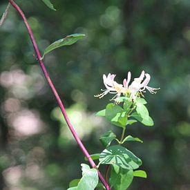 Simone Kursten profielfoto