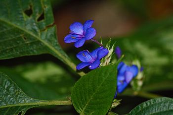 Blauwe Kleine Bloemetjes 