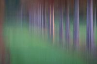 Orchard abstract 4