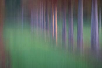 Résumé du verger 4