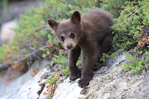 Zwarte berenwelp in Banff National Park, Alberta, Canada