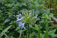 Afrikanische Lilie im KL Butterfly Park