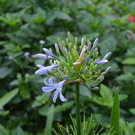 Lys africain au KL Butterfly Park sur Minimalistic Travel Photography by.Rieneke