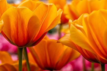 Tulpen in het voorjaar keukenhof van Christine Vesters Fotografie