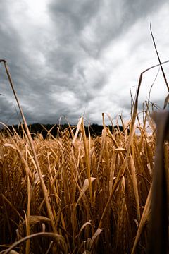 Regenwolken über einem Weizenfeld in Deventer von Jaimy Leemburg Fotografie