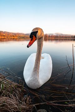 Schwan am Sulzberger See zum Abend von Leo Schindzielorz