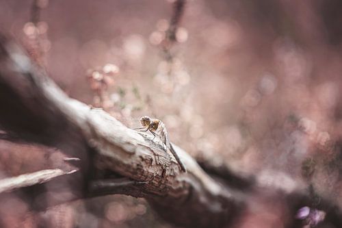 Libelle op de paarse heide