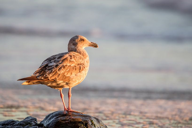 Möwe am Strand von Dirk Rüter