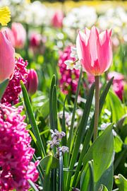 Tulpenland von Sander RB