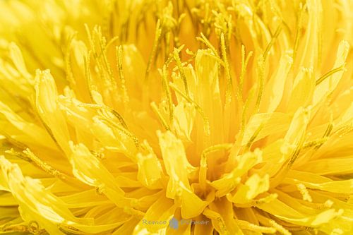 An Enchanting Symbol of Spring: The Magic of a Dandelion