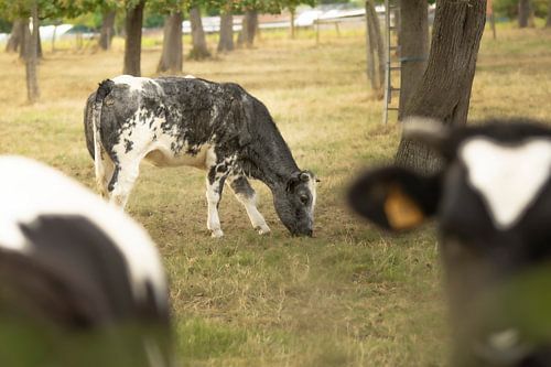Goldene Stunde beim Grasen: Schwarz-weiße Kuh auf einer sonnenüberfluteten Weide
