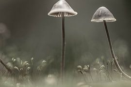 Mushrooms by Annet van Heijster
