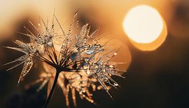 Planten met zonsondergang