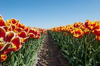 Geel en rode tulpen in een bollenveld van Wim Stolwerk thumbnail