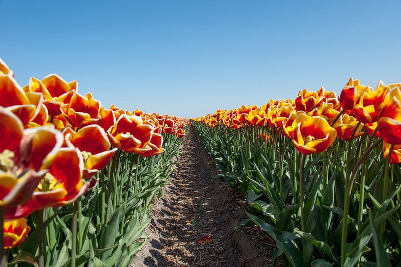 Geel en rode tulpen in een bollenveld van Wim Stolwerk