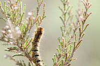 Rups