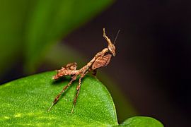 A ghost mantis