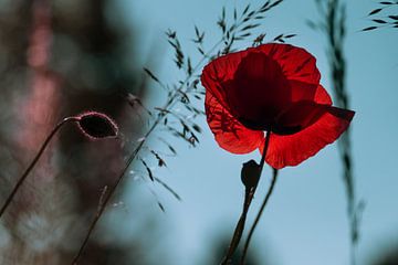 Papaver in achtergrondverlichting