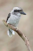 Kookaburra (Dacelo novaeguineae)