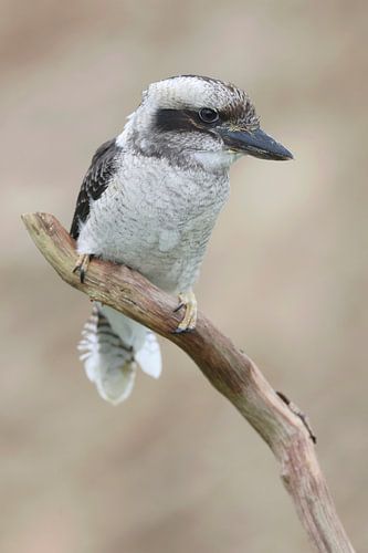 Kookaburra (Dacelo novaeguineae)