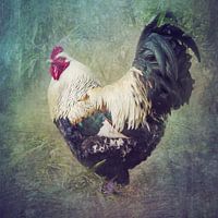 Brahma Rooster under Bamboo