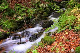 Brooks by Dieter Fischer