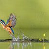 Common Kingfisher at work! van Robert Kok