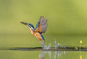 Common Kingfisher at work! van Robert Kok