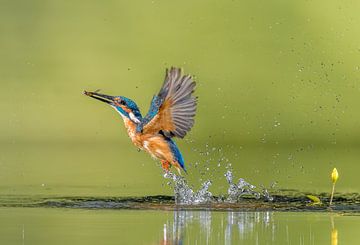 Common Kingfisher at work!