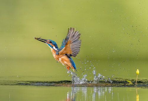 Common Kingfisher at work!