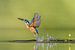 Common Kingfisher at work! van Robert Kok